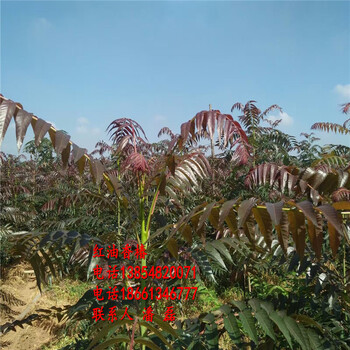 大棚紅油香椿樹苗、大棚紅油香椿樹苗價格多少、大棚紅油香椿樹樹苗價格多少