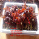 红香椿树苗、红油香椿树苗新品种、红油香椿树苗价格多少