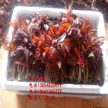 红香椿树苗、红油香椿树苗新品种、红油香椿树苗价格多少图片