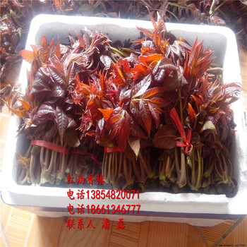 大棚红油香椿树苗、大棚红油香椿树苗新品种、大棚红油香椿树苗价格多少