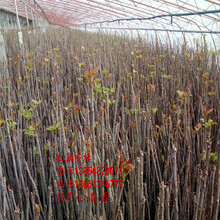 2公分红油香椿树苗、2公分红油香椿树苗新品种、2公分红油香椿树苗多少钱一棵图片