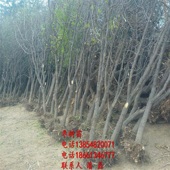 3公分棗樹(shù)苗、3公分冬棗樹(shù)苗新品種、3公分冬棗樹(shù)樹(shù)苗多少錢(qián)一棵