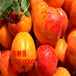 红丰杏树苗、红丰杏树苗新品种、红丰杏树苗多少钱一株