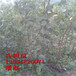 山东杏树苗新品种-金太阳杏树苗、凯特杏树苗、红丰杏树苗新品种