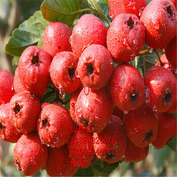 哪里賣(mài)甜紅子山楂樹(shù)苗、甜紅子山楂樹(shù)苗多少錢(qián)一棵、甜紅子山楂樹(shù)苗價(jià)格多少