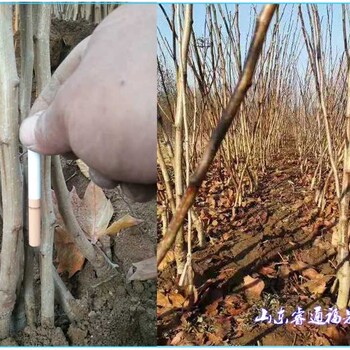 新品無籽甜山楂苗如何栽植？