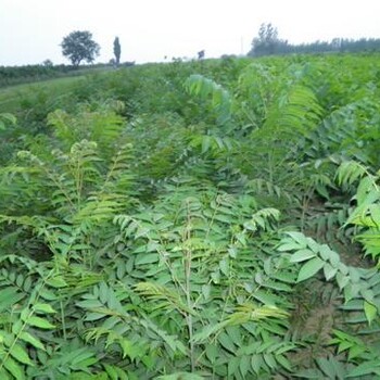 泰安香椿苗种植基地