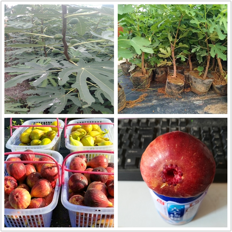 1公分粗華麗無花果苗多少錢一棵