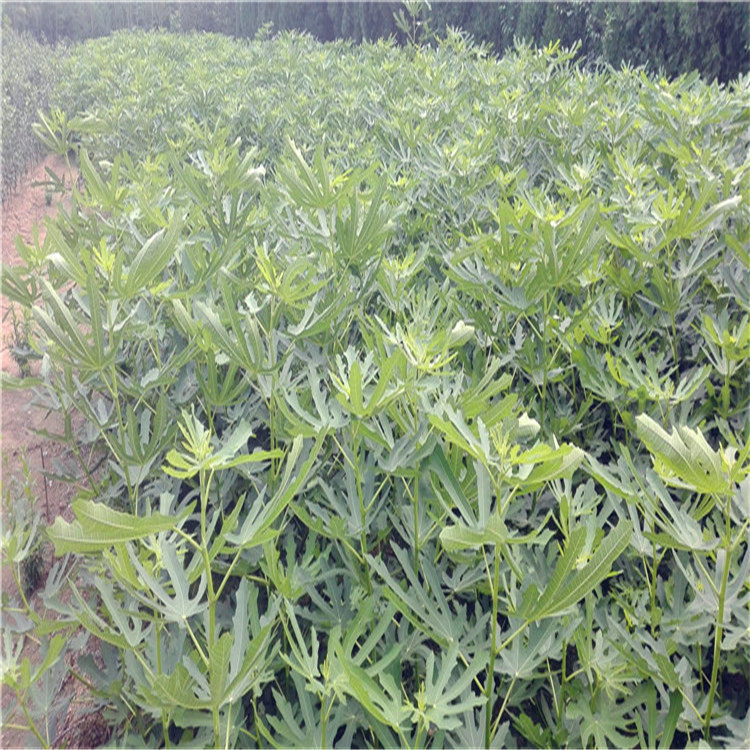 農(nóng)戶紫果無花果樹苗多少錢一棵