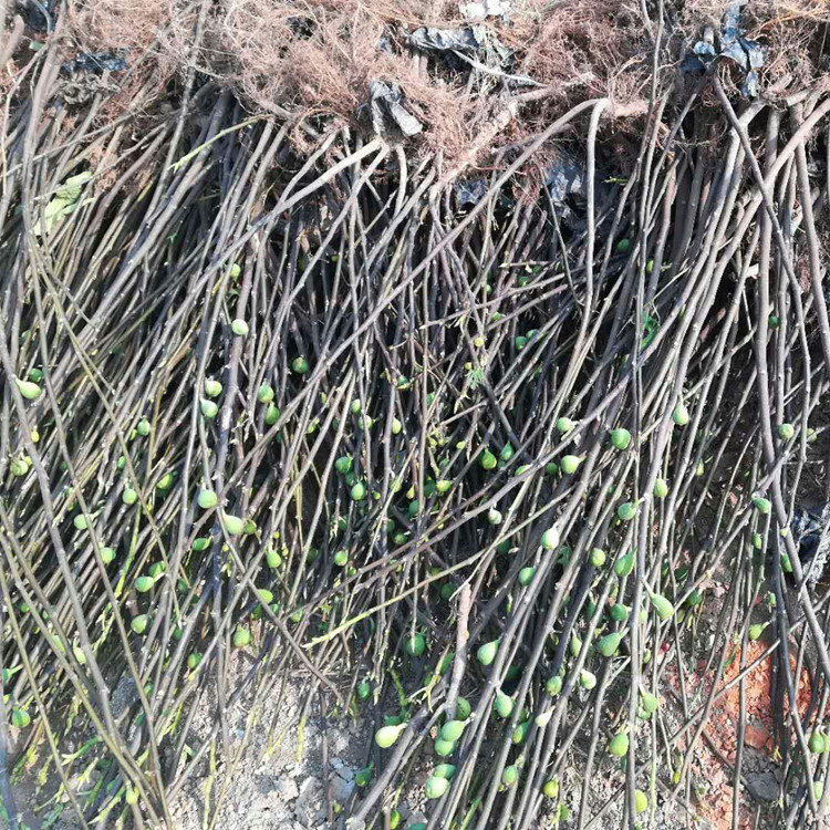1米以上金傲芬無花果樹苗品種介紹