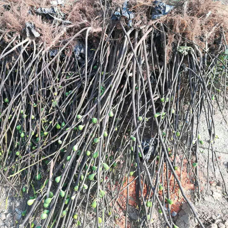 1米以上金傲芬無花果苗種植技術(shù)