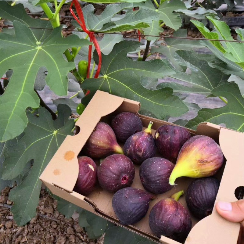 1米以上紫果無花果小苗品種介紹