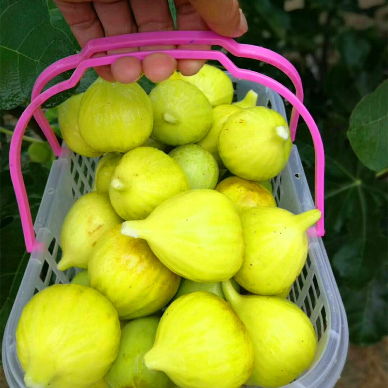 農(nóng)戶華麗無(wú)花果苗什么價(jià)格