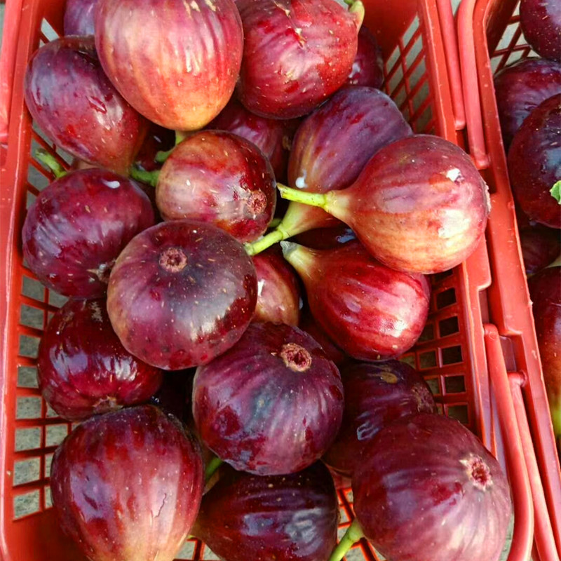 農(nóng)戶波姬紅無花果苗種植技術(shù)