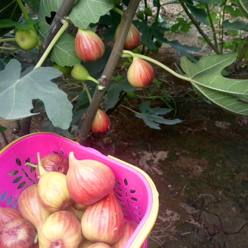 基地大青皮无花果苗怎样种植