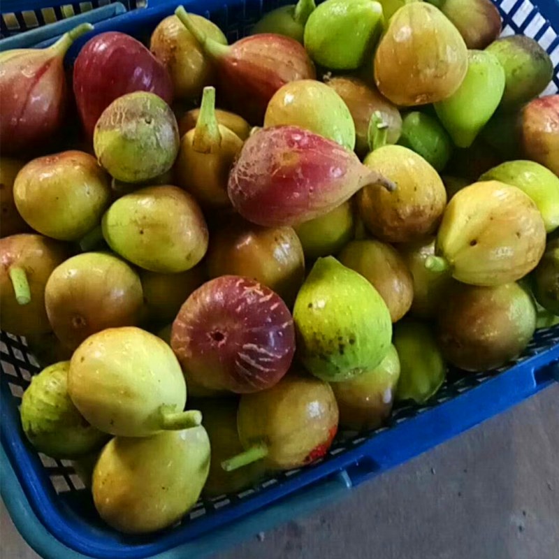 基地紫果無(wú)花果樹(shù)苗什么價(jià)格