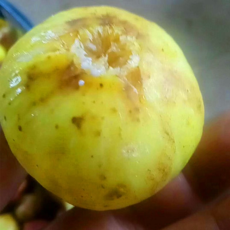 1米以上布蘭瑞克無花果苗什么價(jià)格