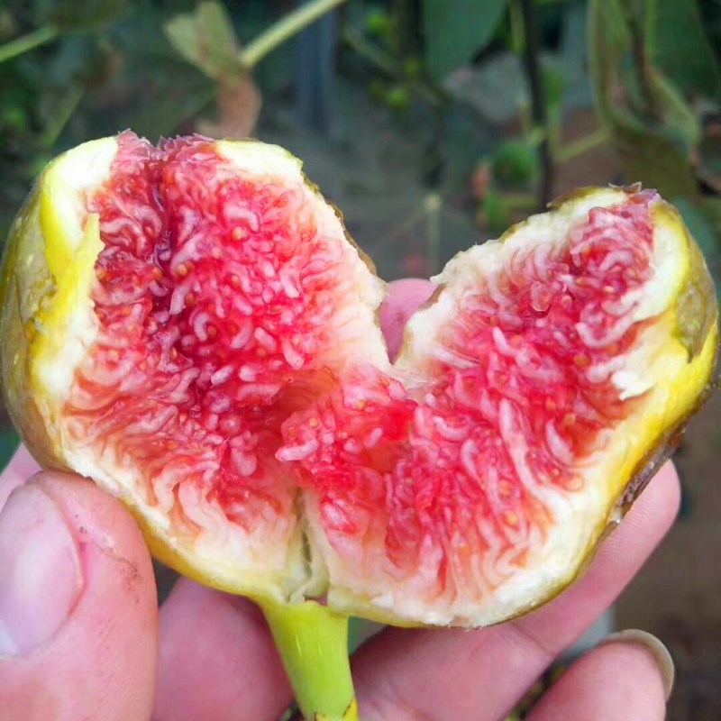 基地大青皮無花果樹苗種植技術(shù)