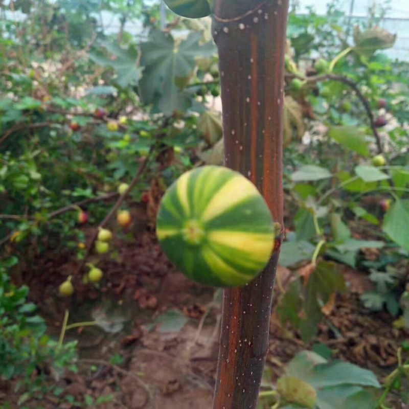 基地華麗無花果苗品種介紹