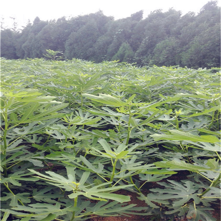 1米以上布蘭瑞克無花果苗多少錢一棵