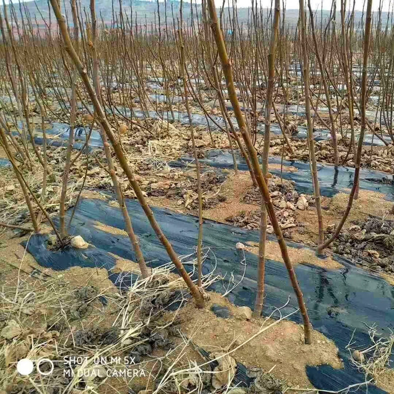 基地大青皮無花果樹苗種植技術(shù)