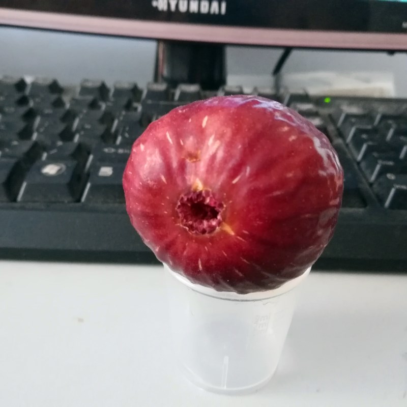 基地華麗無花果苗品種介紹
