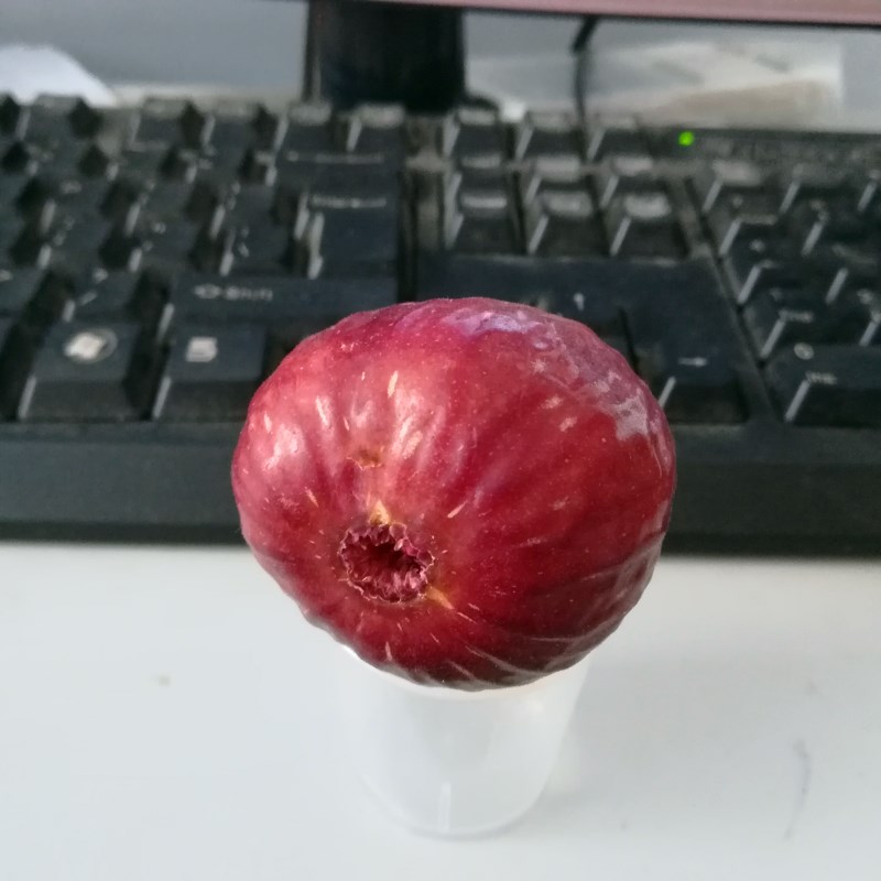 基地波姬紅無花果樹苗批發(fā)