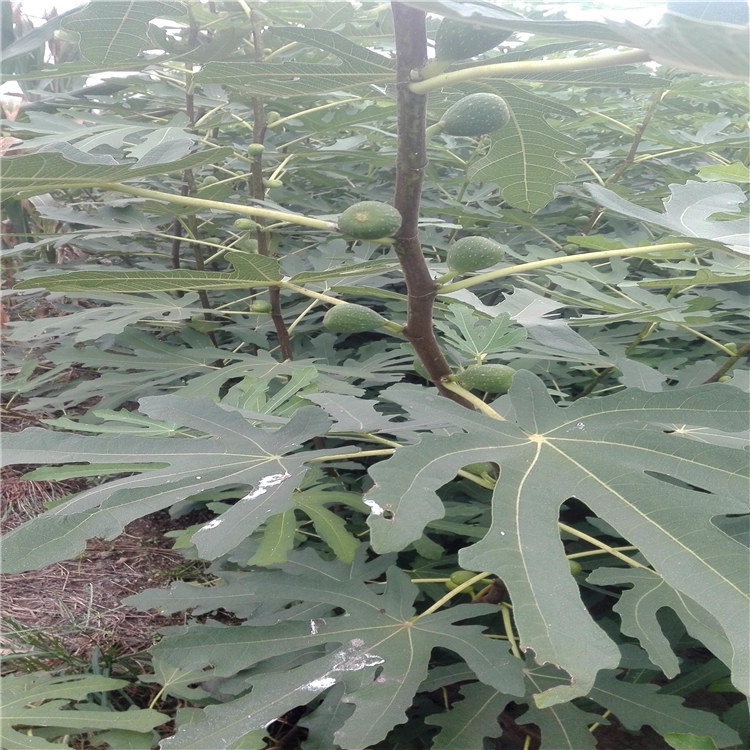 基地紫果無(wú)花果樹(shù)苗什么價(jià)格