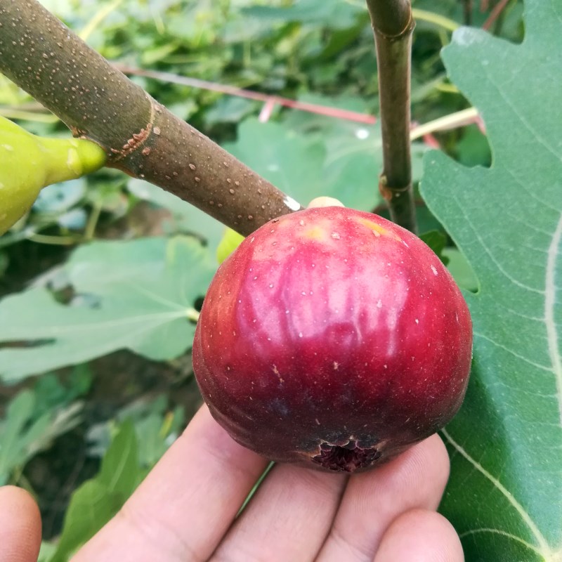 农户布兰瑞克无花果树苗多少钱一棵