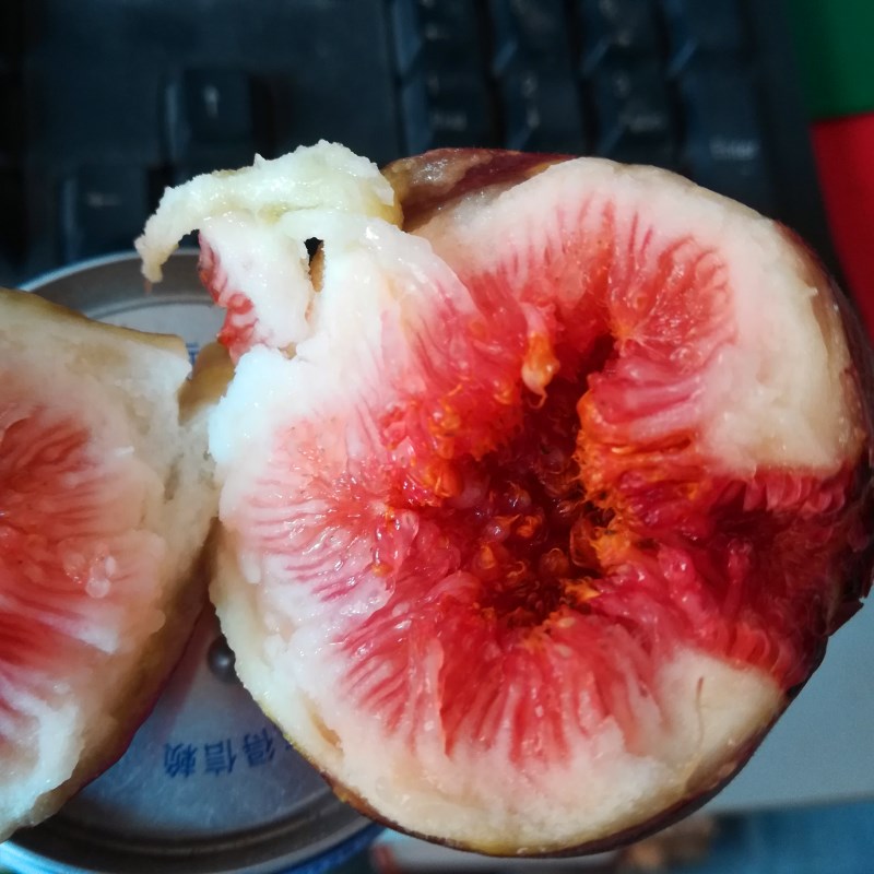 1米以上金傲芬無花果苗種植技術(shù)