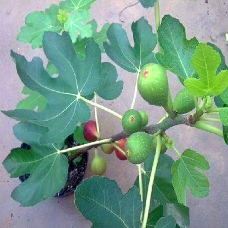 基地布兰瑞克无花果树苗种植技术