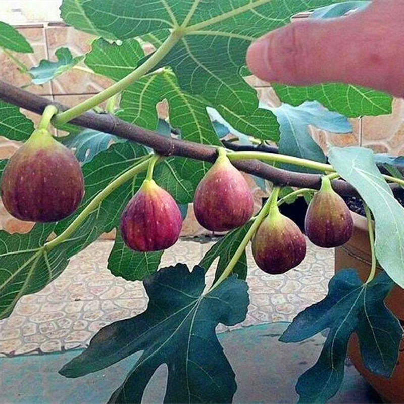 農(nóng)戶波姬紅無花果苗種植技術(shù)