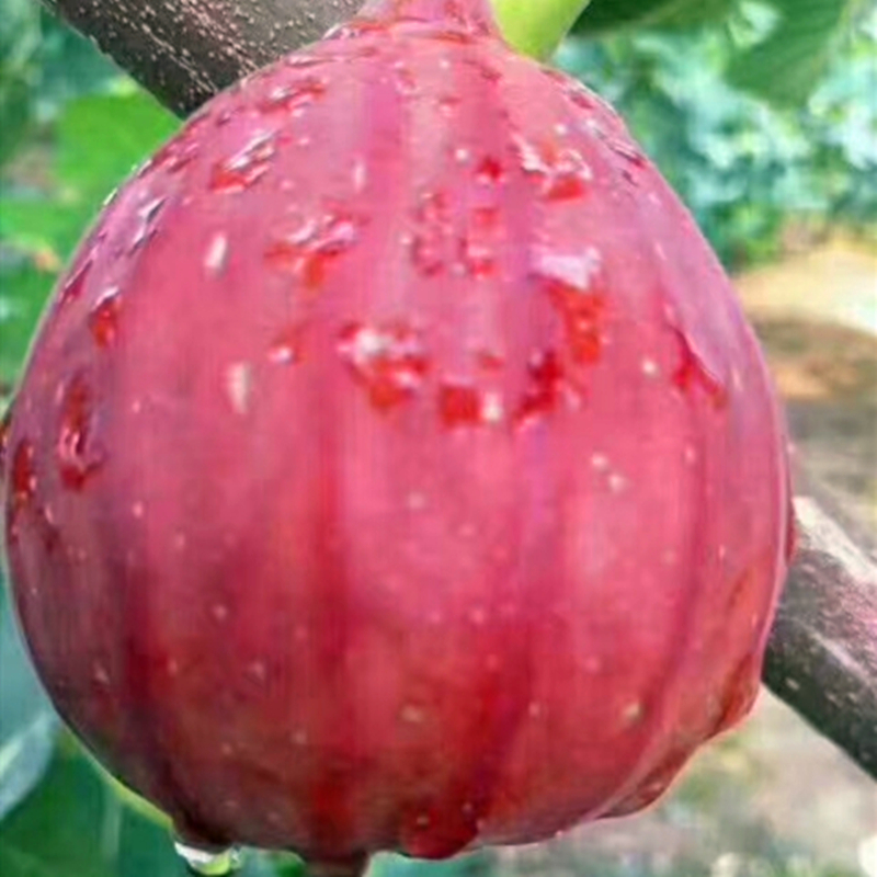 1米以上金傲芬無花果苗種植技術(shù)