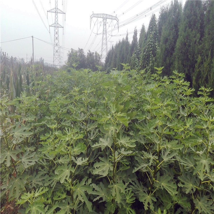廠家大青皮無花果苗多少錢一棵 金傲芬無花果苗多少錢一棵