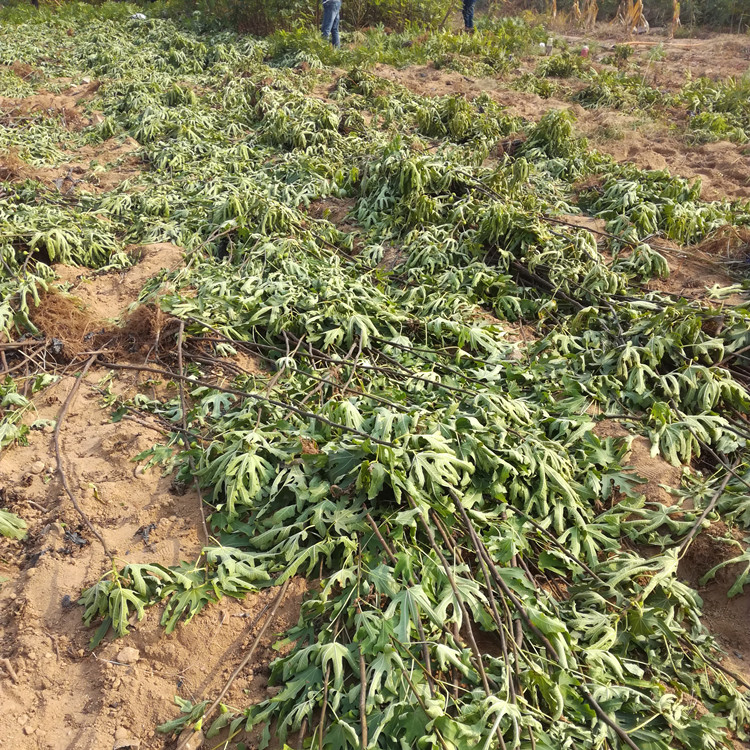 1米以上波姬红无花果苗种植技术 大青皮无花果苗种植技术