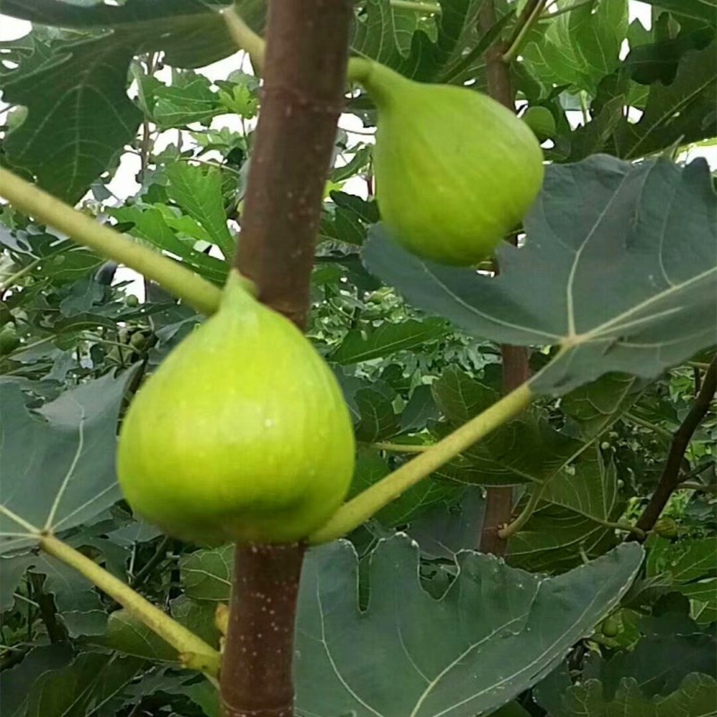 廠家大青皮無花果苗多少錢一棵 金傲芬無花果苗多少錢一棵
