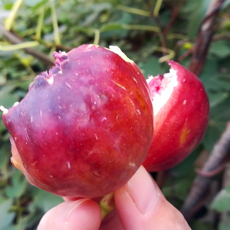 2公分青皮无花果苗多少钱一棵 大青皮无花果苗种植技术