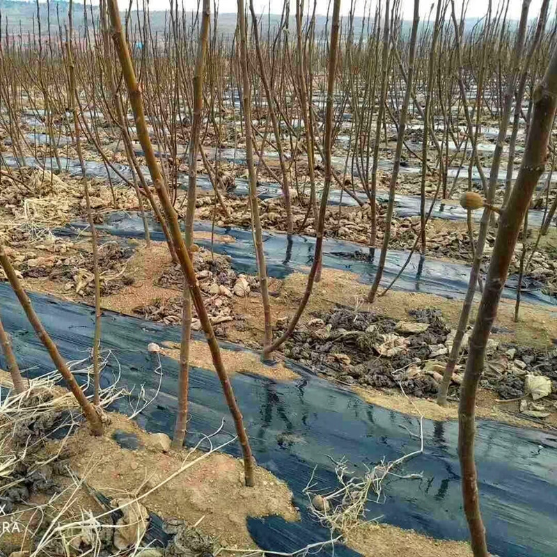 1米以上波姬红无花果苗一亩地栽多少棵 大青皮无花果苗种植技术