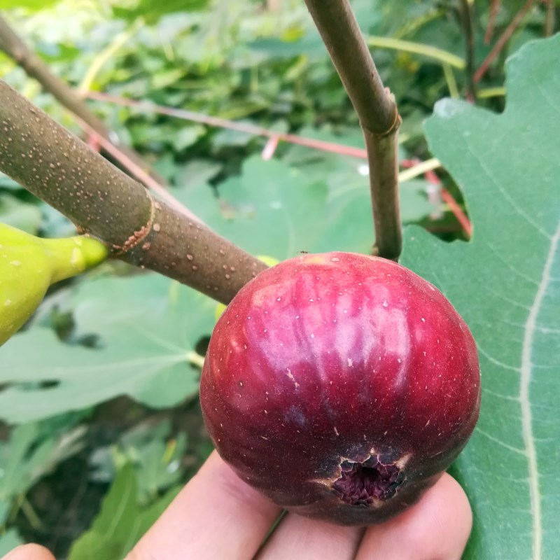 1公分粗金傲芬无花果苗什么价格 大青皮无花果苗种植技术