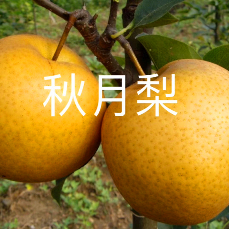 玉露香梨樹苗技術(shù)  3公分粗柱狀梨樹苗