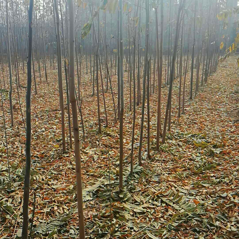 粗度一公分椿芽树苗、几月份采摘四季红油香椿树苗