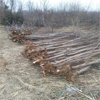 粗度一公分椿芽树苗、几月份采摘红芽香椿苗