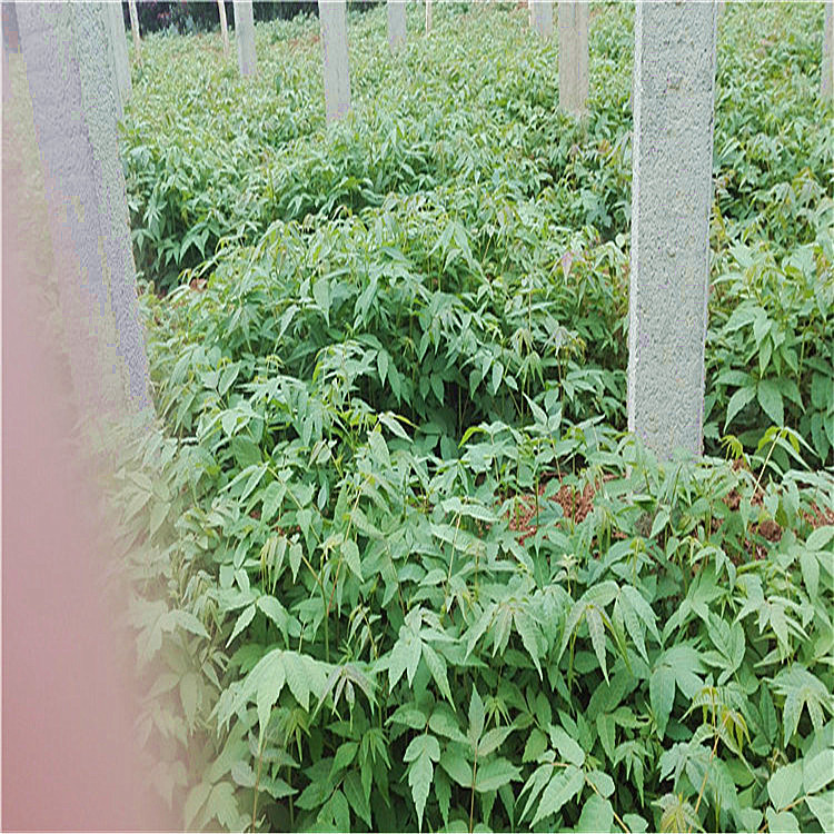 厂家四季红油香椿树苗、单价红油香椿苗