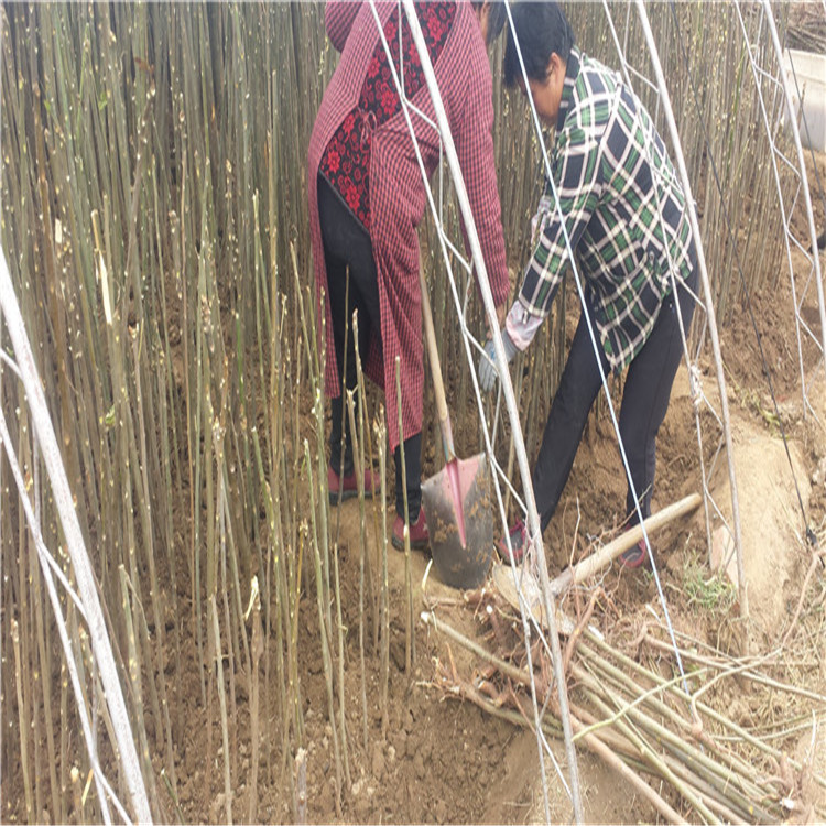 粗度一公分椿芽树苗、几月份采摘四季红油香椿树苗