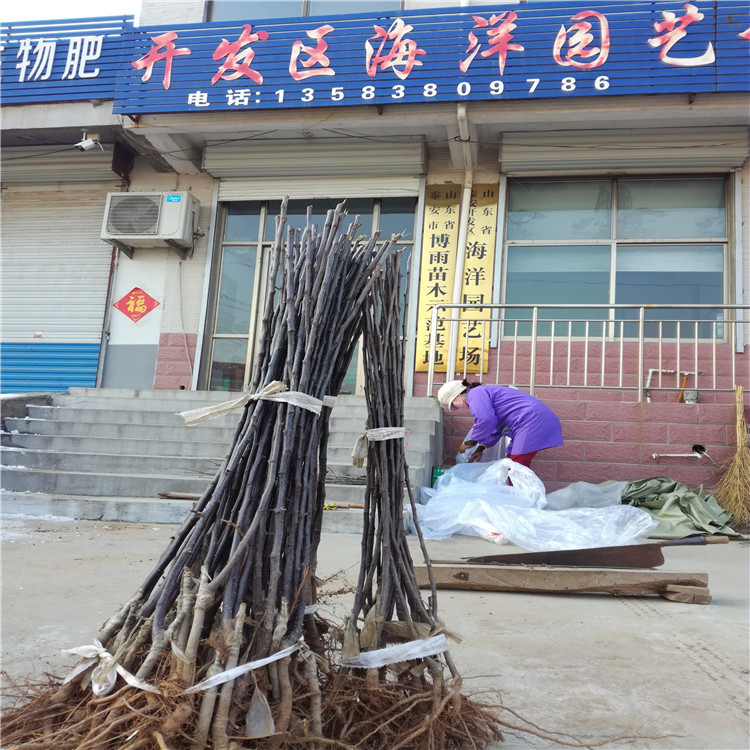 高产瑞阳苹果树苗、瑞阳苹果树苗种植技术