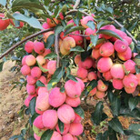 基地瑞雪苹果树苗、瑞雪苹果树小苗一亩地种多少棵图片4
