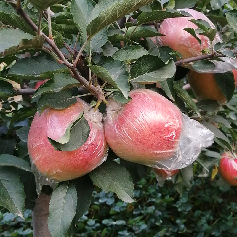 厂家蜜脆苹果树苗、蜜脆苹果树小苗怎么卖的