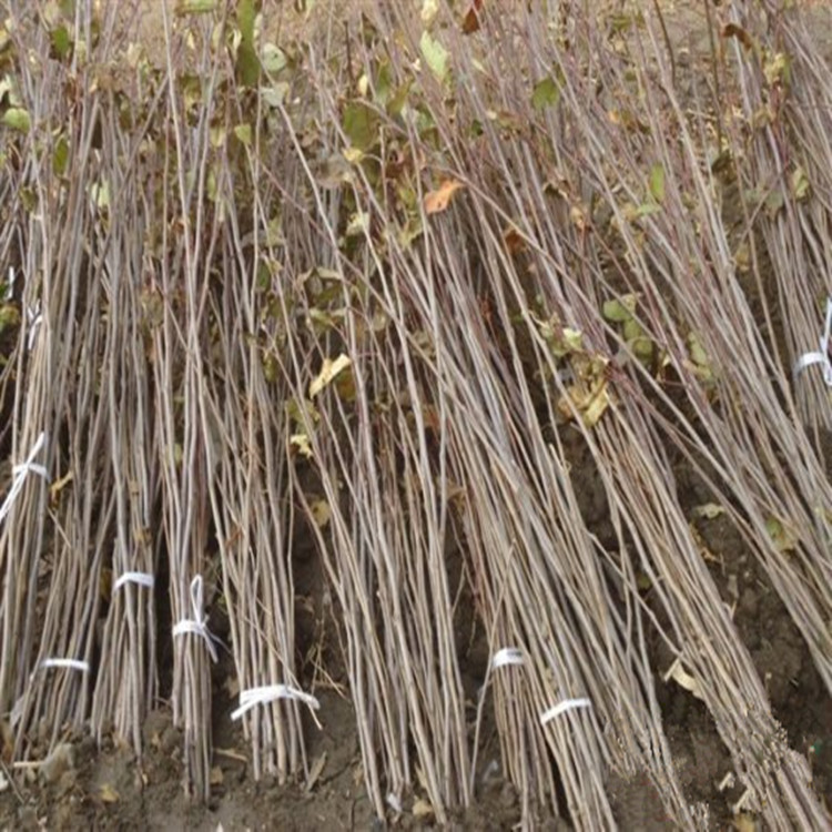 一公分粗华硕苹果树苗、华硕苹果树小苗一亩地种多少棵