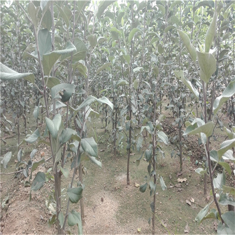 1米以上维纳斯苹果树苗、维纳斯苹果树小苗种植技术