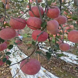 1米高烟富0号苹果树苗、烟富0号苹果树小苗什么价位图片1